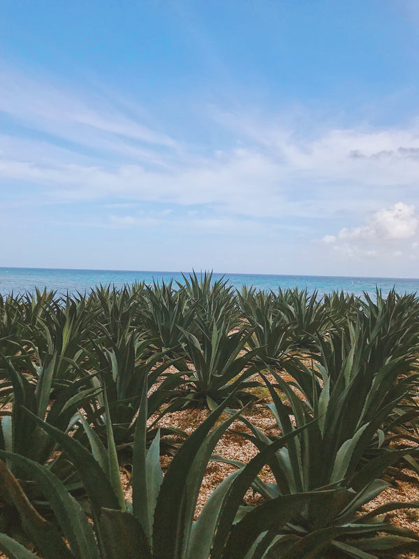 THE ALLURE OF THE AGAVE - MUST TRY TEQUILA